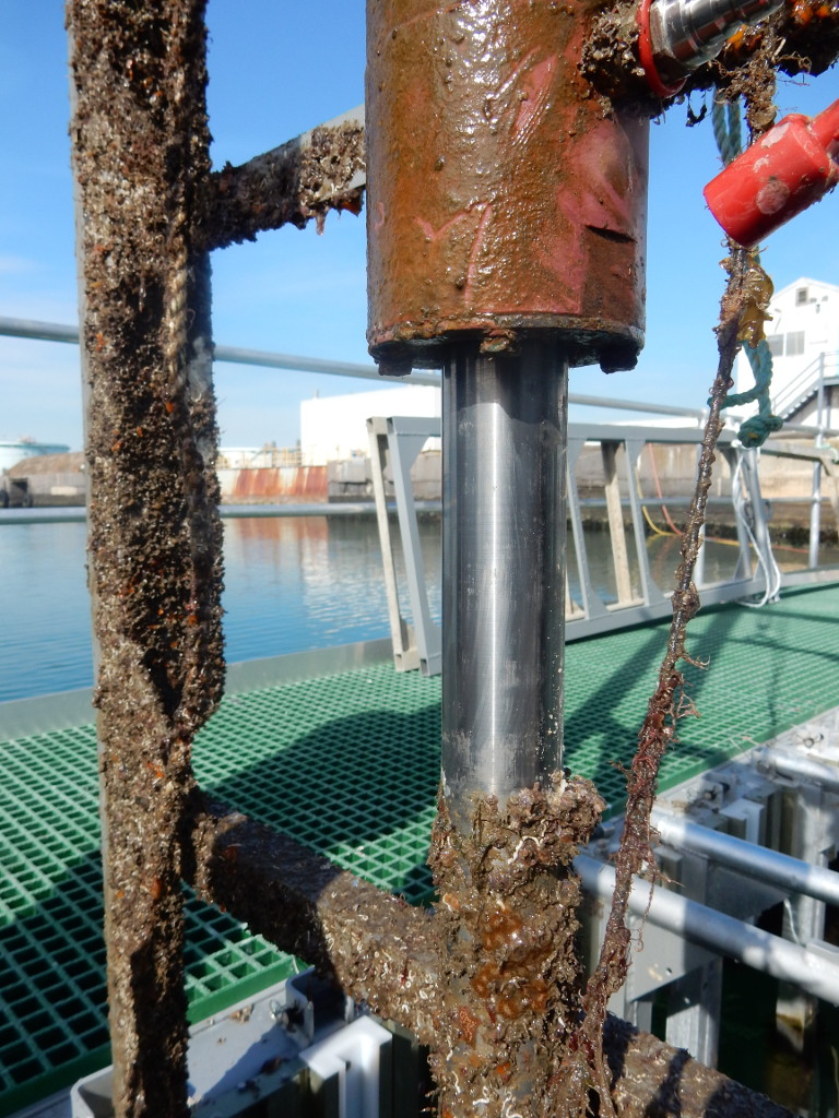 Corrosion-resistant coating that halved the build-up of algae and barnacles. Credit: Defence Science Technology